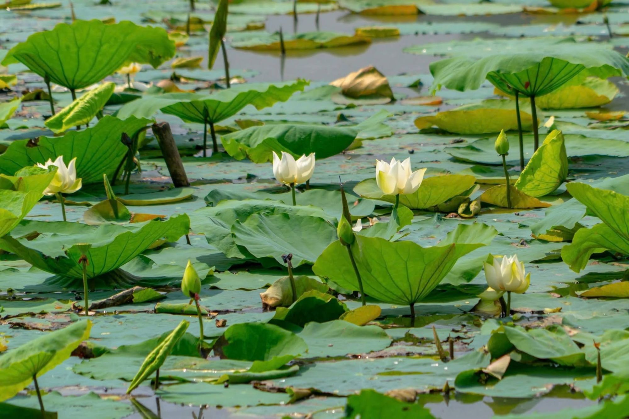 Vào mùa hè, hồ Tịnh Tâm được điểm tô với sắc sen trắng tinh khiết 