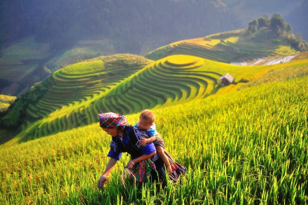 Mù Cang Chải ở đâu? Đi du lịch mùa nào đẹp nhất?
